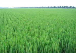 （圖）六合彝族鄉