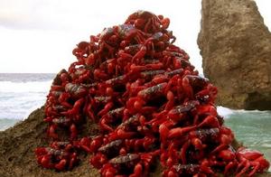 紅陸蟹繁殖