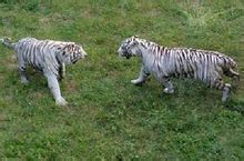 西霞口野生動物園——白虎