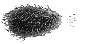 這就是在端粒和端粒酶的發現過程中起了重要作用的“四膜蟲”。圖片左側的大蟲子，就是四膜蟲的顯微照片，而右邊則是繪製的四膜蟲的食物———大腸桿菌。