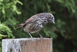 北美歌雀 北美歌雀