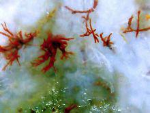 九眼天珠顯微圖