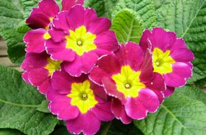 報春花[報春花目報春花科植物]