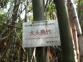 大青山庫-大頭典竹 大青山庫-大頭典竹