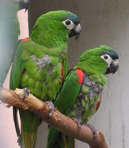 紅肩金剛鸚鵡 紅肩金剛鸚鵡