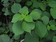 苧麻根植物形態-苧麻