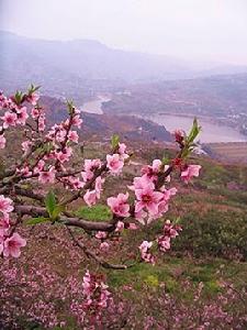 龍泉桃花溝[四川省景點]