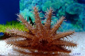 長棘海星 長棘海星