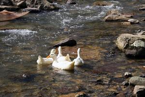 鹽津縣普洱鎮燈草村莊發展養殖