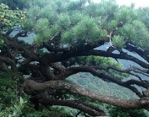 安徽金寨天馬國家級自然保護區 安徽金寨天馬國家級自然保護區