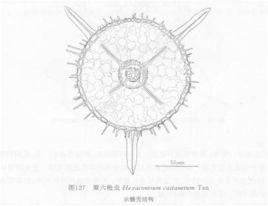 方六槍蟲 方六槍蟲