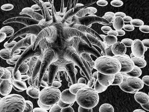 初始污染菌 初始污染菌