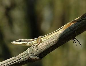 （圖）台灣草蜥