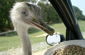 美洲駝鳥
