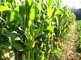 老弓腰村 老弓腰村