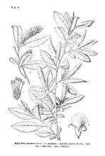 康定柳（原變型）