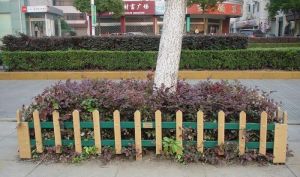 樹池圍牙 樹池圍牙