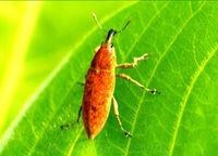 草木樨籽象 草木樨籽象