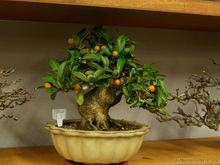 金豆[芸香科金橘屬]