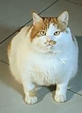 胖虎日記 胖虎日記