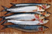 鰛，沙丁魚