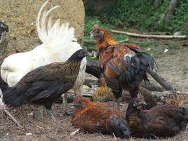 他留烏骨雞 他留烏骨雞