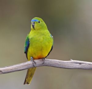 黃腹長尾鸚鵡