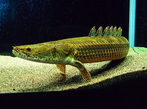 多鰭魚目 多鰭魚目