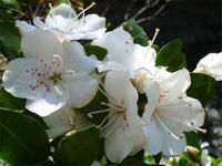 杜鵑花目 杜鵑花目