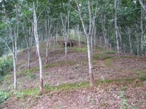 大卡新寨村 大卡新寨村