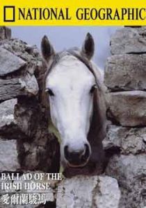 愛爾蘭駿馬 愛爾蘭駿馬
