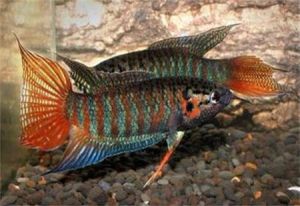 叉尾似弱棘魚 叉尾似弱棘魚