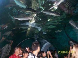 深圳海底世界 深圳海底世界