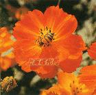 黃波斯菊 黃波斯菊