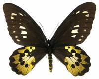 黃綠鳥翼鳳蝶(雌蝶)