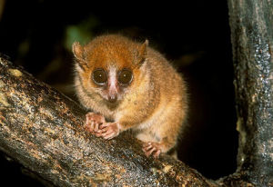 鼠狐猴科 鼠狐猴科