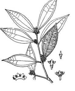 尾葉馬錢 尾葉馬錢