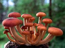 蘑菇[菌類植物]