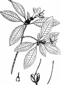 粘芽杜鵑 粘芽杜鵑