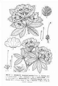 蜜黃血紅杜鵑 蜜黃血紅杜鵑