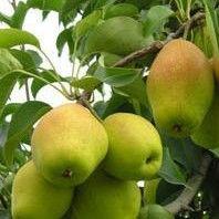 陝西紅香酥梨 陝西紅香酥梨