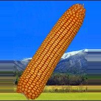 丹玉102號 丹玉102號