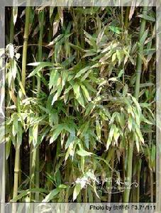 破篾黃竹 破篾黃竹