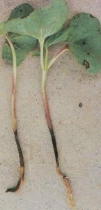 棉立枯病 棉立枯病