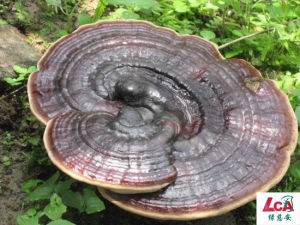 綠慈安野生靈芝