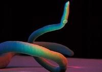 扁形吸血蟲 扁形吸血蟲