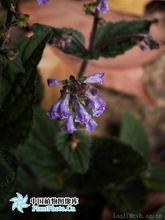 由百度圖片提供