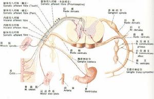 脊髓血管病 脊髓血管病