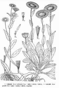 德欽紫菀 德欽紫菀