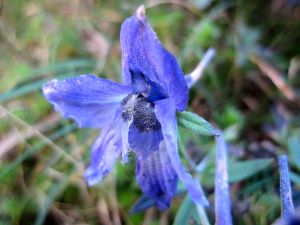 單花翠雀花 單花翠雀花